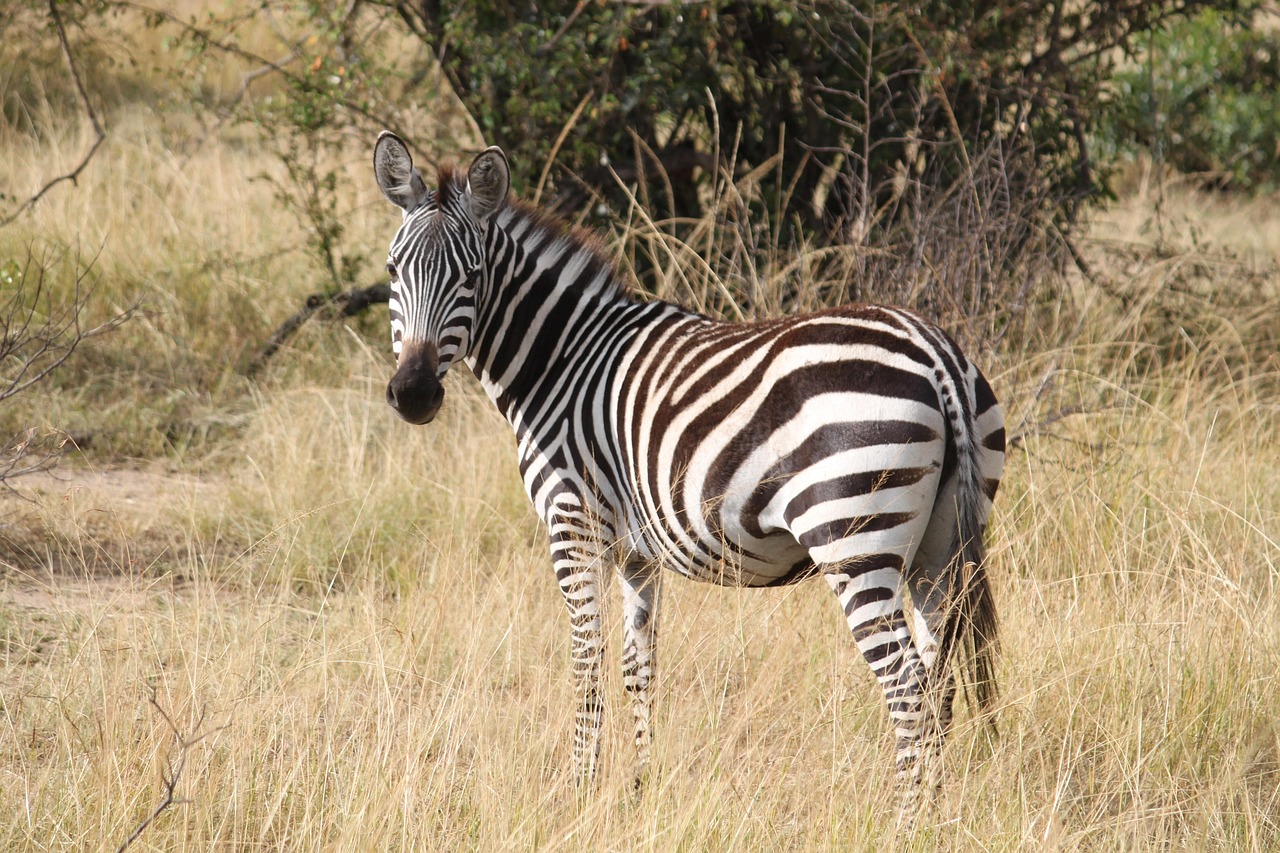 6 day budget camping safari in tanzania